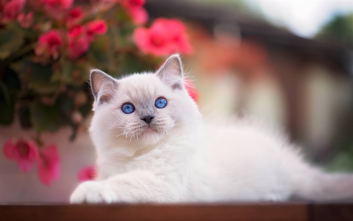 Ragdoll, animais de estima&#231;&#227;o, denectic gato, animais fofos, olhos azuis, gatos, Ragdoll Gato