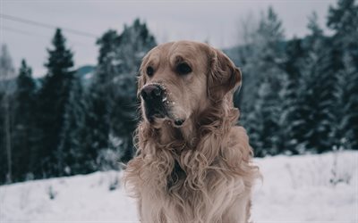 4k, labrador, golden retriever, winter, schnauze, hunde, haustiere, niedliche hunde, golden retriever hund