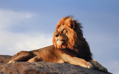 lion, coucher de soleil, pr&#233;dateur, rochers, Afrique, faune, grand lion