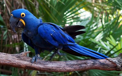 Anodorhychus hyacinthinus, Hyacinth Macaw, exotiska f&#229;glar, papegojor, zoo, blue parrot, ara