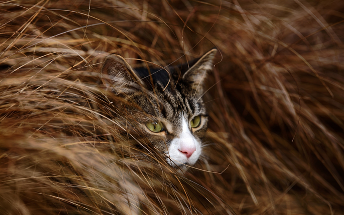 gato na grama, gato cinzento, animais de estima&#231;&#227;o, sess&#227;o de fotos, o gato dom&#233;stico