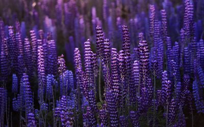 Lupines, purple wildflowers, evening, sunset, purple flowers