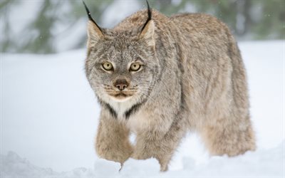 Lynx, wildlife, invernali, neve, abitanti della foresta, Russia