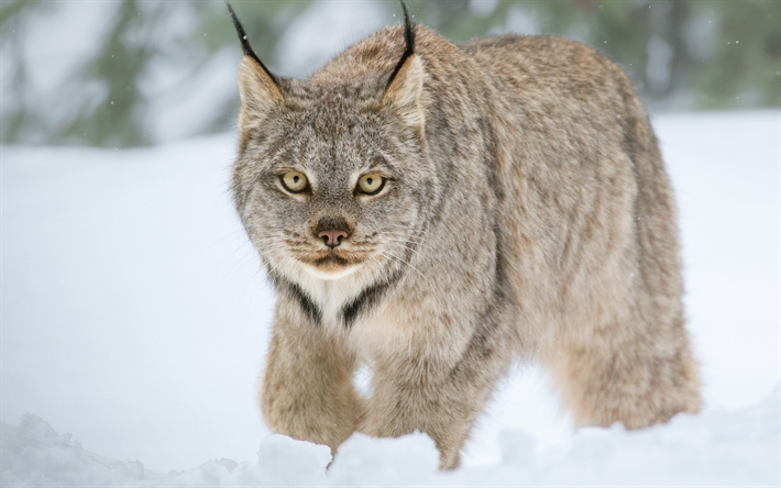 Lynx, faune, hiver, neige, for&#234;t d&#39;habitants, la Russie
