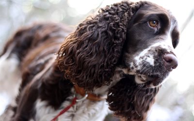 Spaniel, dog breeds, black and white curly dog, pets, dogs
