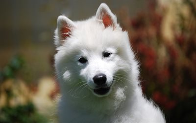 Le samoy&#232;de, chien blanc, animaux domestiques, blanc, chiens, chiots