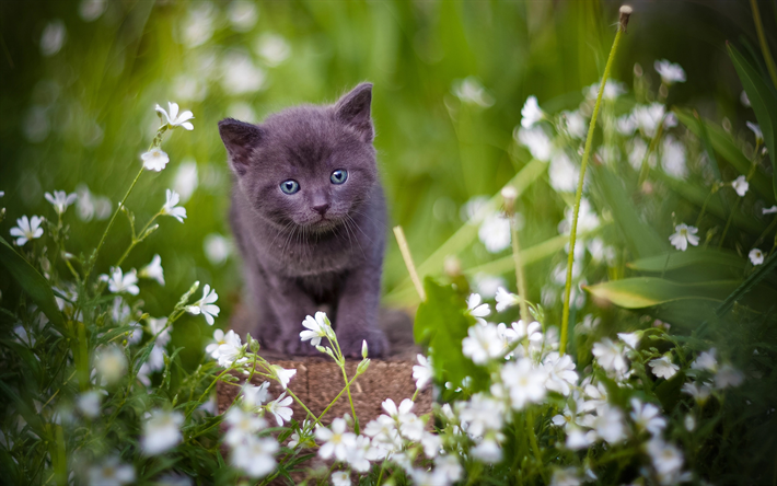 Gato British Shorthair, gramado, gatinho, animais de estima&#231;&#227;o, o gato dom&#233;stico, gato cinzento, animais fofos, gatos, British Shorthair