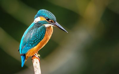 Kingfisher, 4k, yaban hayatı, k&#252;&#231;&#252;k kuş, Alcedinidae