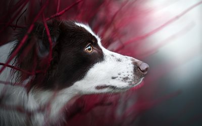 Border Collie, white black dog, portrait, dog breeds, pets, dogs