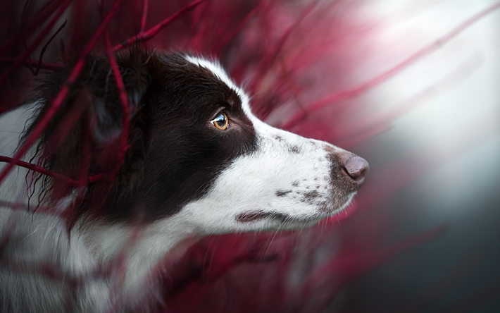 Border Collie, vit svart hund, portr&#228;tt, hundraser, husdjur, hundar