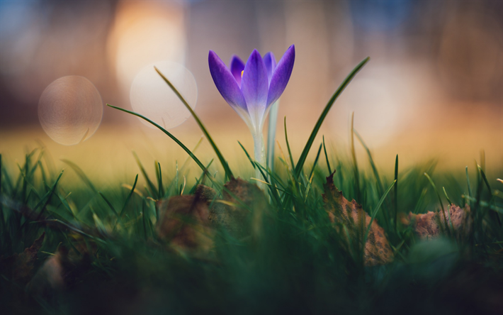 crocus, purple flower, spring, green grass, lonely flower, wild flowers