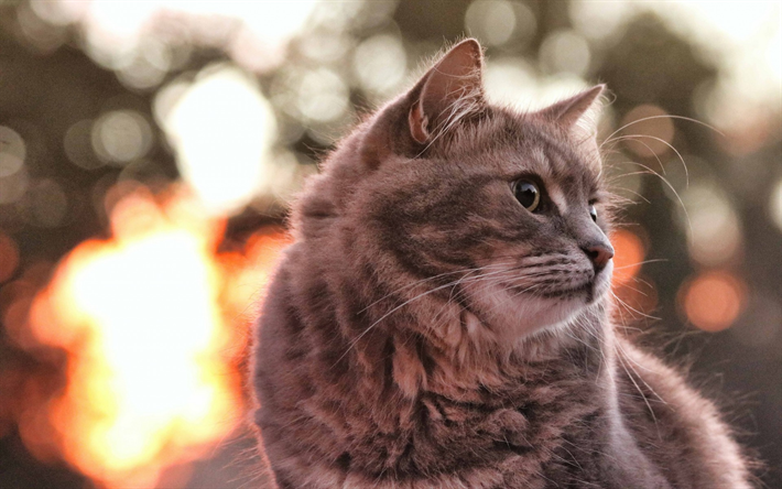 grigio birichino gatto, tramonto, gatto domestico, bokeh, razza di soffici gatti