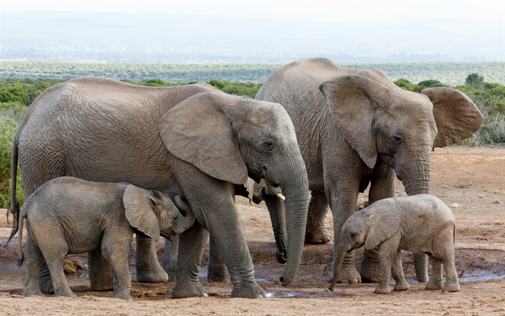 Family of elephants, Africa, watering, little elephants, evening, wildlife, elephants
