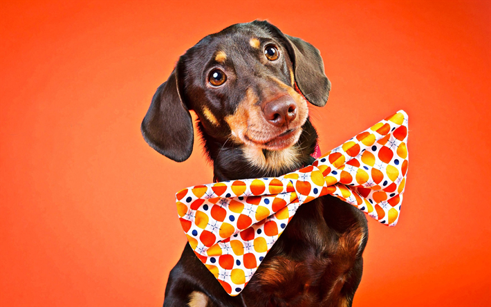 Bassotto, cane con fiocco, cane carino, sfondo arancione, marrone bassotto, cani, animali domestici, animali, Cane Bassotto
