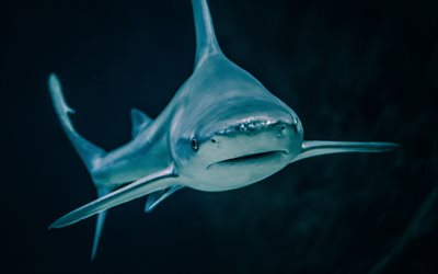 El tibur&#243;n blanco, fauna silvestre, mundo submarino, peces, tiburones, Carcharodon carcharias