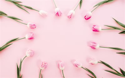 pink tulips frame, pink background, flower frame, spring flowers, pink tulips, spring