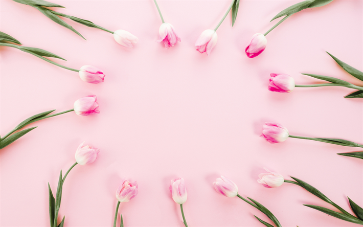 tulipanes de color rosa marco, fondo rosa, flor, marco, flores de la primavera, los tulipanes de color rosa, de la primavera
