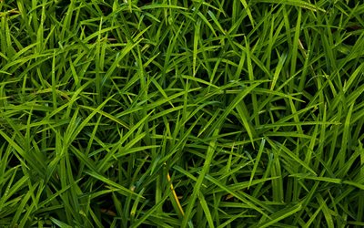 العشب الأخضر الملمس, 4k, مصنع القوام, ماكرو, العشب خلفيات, العشب القوام, العشب الأخضر, العشب من أعلى, الخلفيات مع العشب, الأخضر الخلفيات