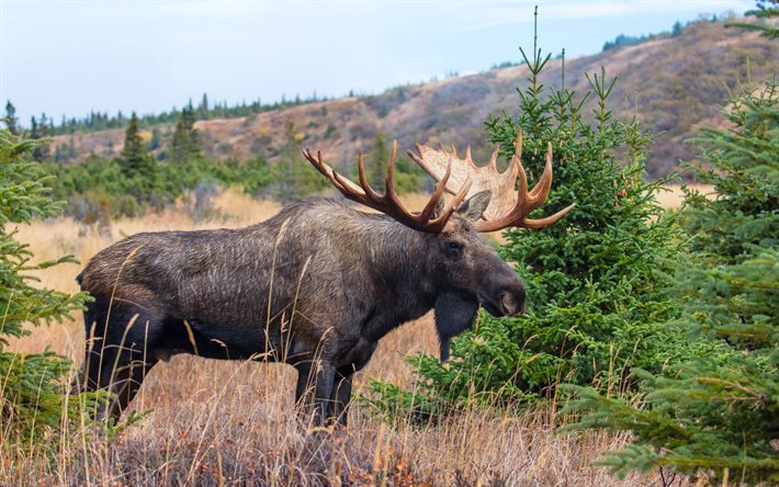 Moose, wildlife, steppe, autumn, mammals, Cervidae, Alces alces