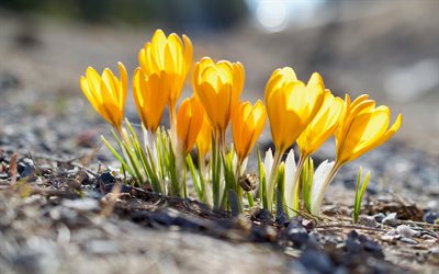 yellow crocuses, spring flowers, yellow flowers, spring, crocuses