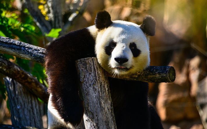 setzen, 4k, niedliche tiere, bokeh, ailuropoda melanoleuca, panda ist ein baum, lustige tiere
