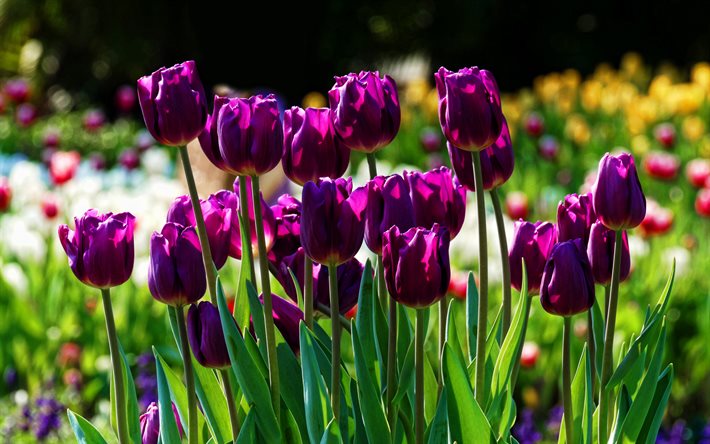 violet tulipes, macro, printemps, fleurs violettes, les tulipes, le bokeh, fleurs de printemps