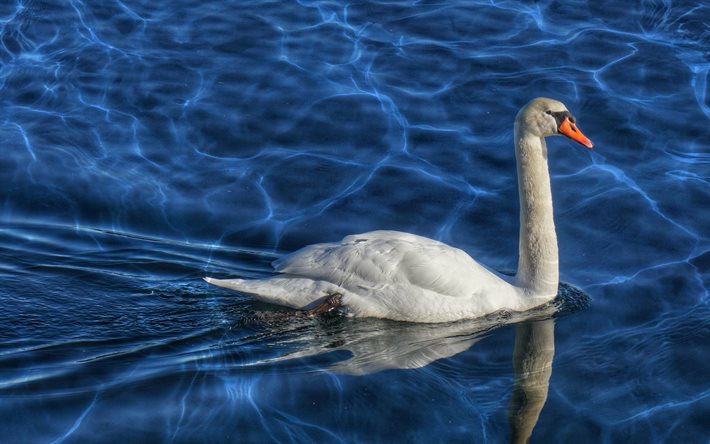 cisne branco, lago, belo p&#225;ssaro branco, cisne no lago, cisnes