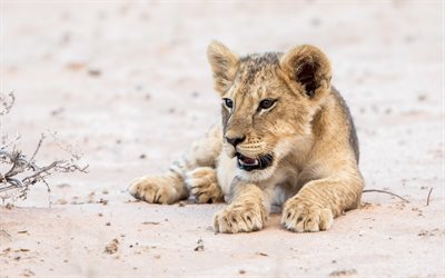 little lion cub, wilde tiere, tierwelt, kleiner l&#246;we, niedlich, tiere, l&#246;wen