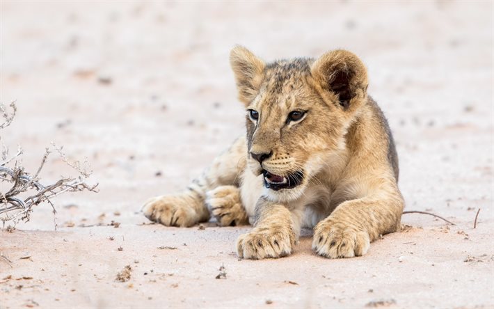 ダウンロード画像 小獅子 野生動物 かわいい動物たち ライオン フリー のピクチャを無料デスクトップの壁紙