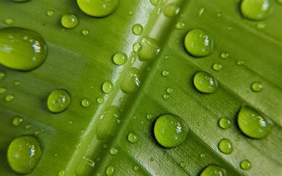 gotas de agua sobre una hoja verde, los conceptos del agua, el verde de la hoja de textura, texturas naturales, eco texturas