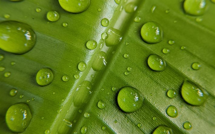 gocce d&#39;acqua su una foglia verde, acqua concetti, verde foglia, texture, texture naturali, eco texture