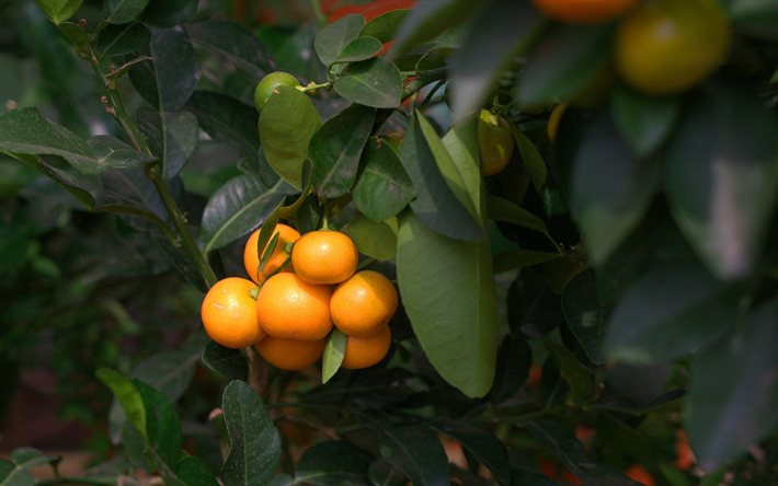 mandariinit, sitruksia, tangerine puu, joukko mandariinit, miten mandariinit kasvaa