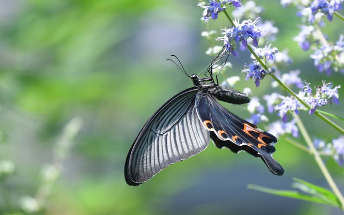 Viejo Mundo de cola de golondrina, mariposa Papilio machaon, hermosa mariposa, machaon