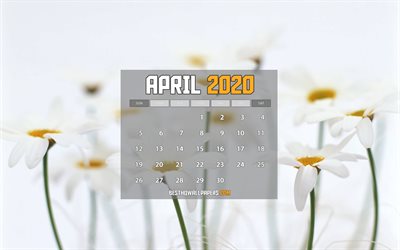 Calendar April 2020, daisies, 2020 calendar, spring calendars, April 2020, creative, white backgrounds, April 2020 calendar with daisies, April 2020 Calendar, artwork, 2020 calendars