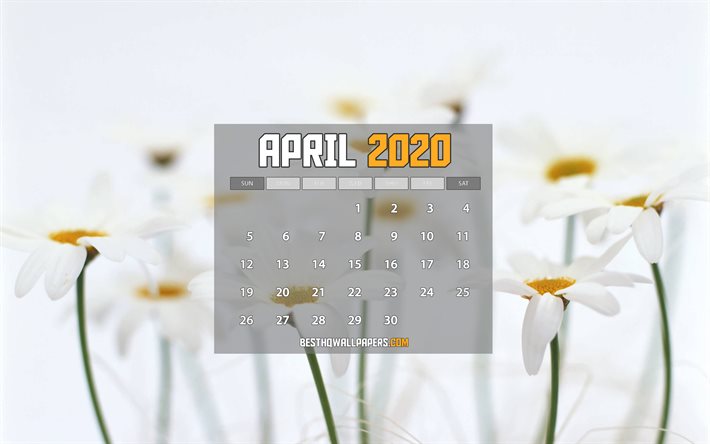 Kalenteri Huhtikuu 2020, daisies, 2020 kalenteri, kev&#228;&#228;ll&#228; kalenterit, Huhtikuuta 2020, luova, valkoinen taustat, Huhtikuuta 2020 kalenterin kanssa daisies, Huhtikuuta 2020 Kalenteri, kuvitus, 2020 kalenterit