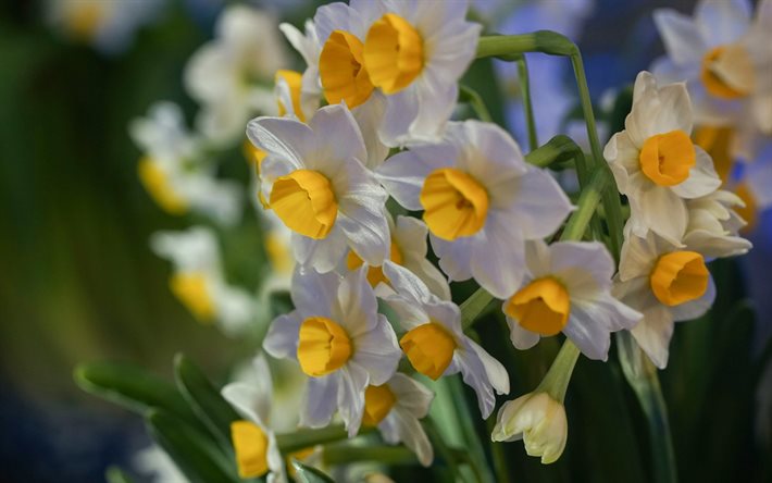 narcisos, branco flores da primavera, fundo com narcisos, flores brancas, primavera, floral de fundo