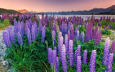 Lake Tekapo, lupins, evening, sunset, wild flowers, beautiful lake, New Zealand