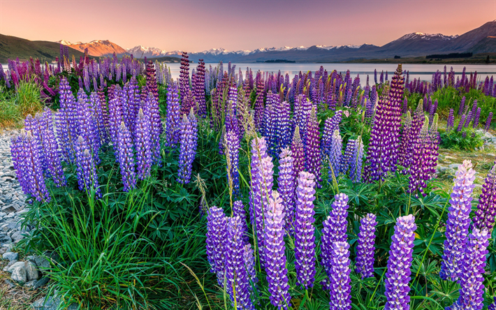 Download wallpapers Lake Tekapo, lupins, evening, sunset, wild flowers,  beautiful lake, New Zealand for desktop free. Pictures for desktop free