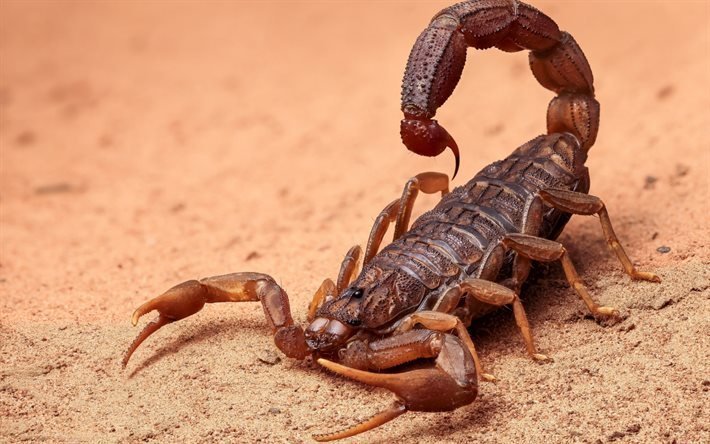 Scorpion, le sable, les animaux dangereux, les arachnides, Afrique