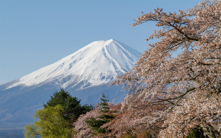 Berget Fujiyama, v&#229;ren, Japan, sakura, stratovulkan, bergslandskapet