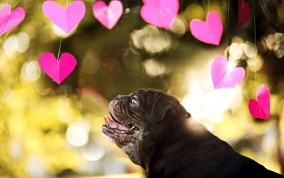 Pug Perro, corazones, perros pug negro, simp&#225;ticos animales, mascotas, Pug
