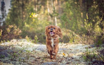 Cocker Spaniel inglese, cane che corre, foresta, marrone ricci cane, animali domestici, cani