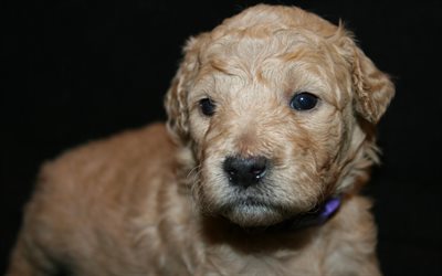 Goldendoodle, cute dogs, furry dog, pets, dogs, Goldendoodle Dog