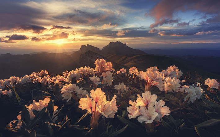 mountain landscape, sunset, mountain mauve flowers, sun, mountain range, evening
