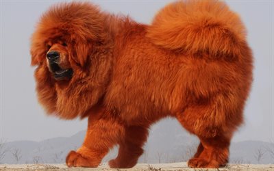 Mastino tibetano, 4k, soffici cane, marrone Mastino Tibetano, animali domestici, animali, cani, cane divertente, Tibetan Mastiff Cane
