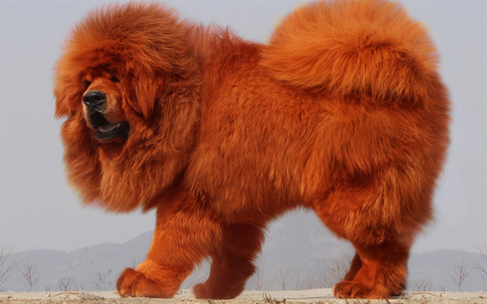 Tibet Mastiff, 4k, t&#252;yl&#252; k&#246;pek, kahverengi Tibet Mastiff, hayvanlar, sevimli hayvanlar, k&#246;pek, komik k&#246;pek, Tibet Mastif K&#246;pek