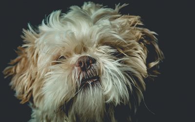 Shih Tzu, lindo rizado perro, retrato, blanco peque&#241;o perro, mascotas, Crisantemo Perro