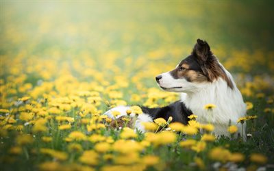 Border Collie, flower field, black and white dog, yellow wildflowers, dog in the grass