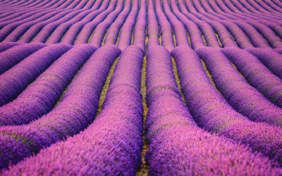 laventeli, alalla kukkia, Hollannissa, kukka-kent&#228;n, violetit kukat, kasvava kukkia
