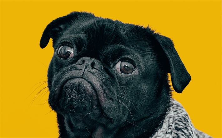 ダウンロード画像 パグ犬 マズル 犬 面白い犬 かわいい動物たち 黒パグ ペット パグ フリー のピクチャを無料デスクトップの壁紙